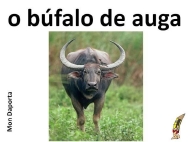 O búfalo de auga